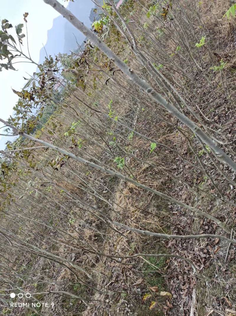 精选嫁接碧根果苗核桃苗山核桃苗马汉菠泥64号10号