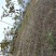 精选嫁接碧根果苗核桃苗山核桃苗马汉菠泥64号10号