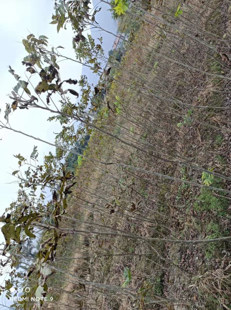 精选嫁接碧根果苗核桃苗山核桃苗马汉菠泥64号10号