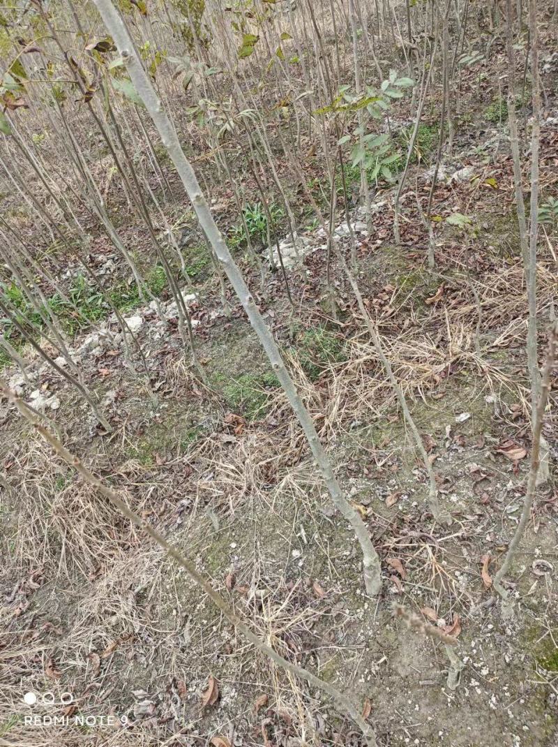 精选嫁接碧根果苗核桃苗山核桃苗马汉菠泥64号10号