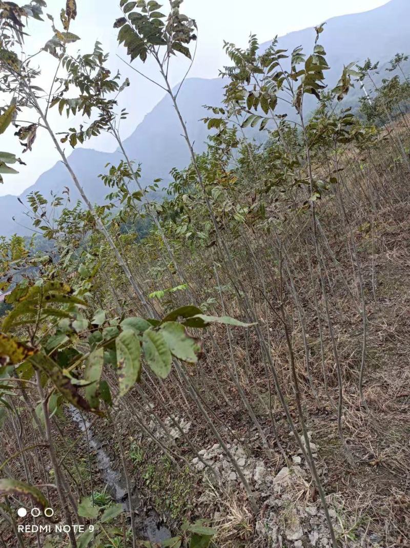 精选嫁接碧根果苗核桃苗山核桃苗马汉菠泥64号10号