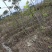 精选嫁接碧根果苗核桃苗山核桃苗马汉菠泥64号10号