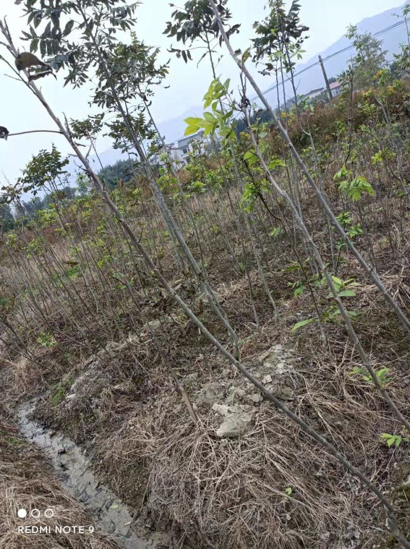 精选嫁接碧根果苗核桃苗山核桃苗马汉菠泥64号10号