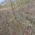 精选嫁接碧根果苗核桃苗山核桃苗马汉菠泥64号10号