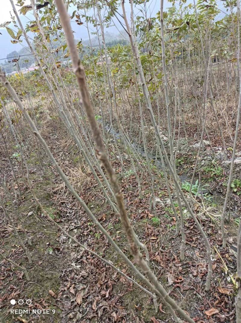 精选嫁接碧根果苗核桃苗山核桃苗马汉菠泥64号10号