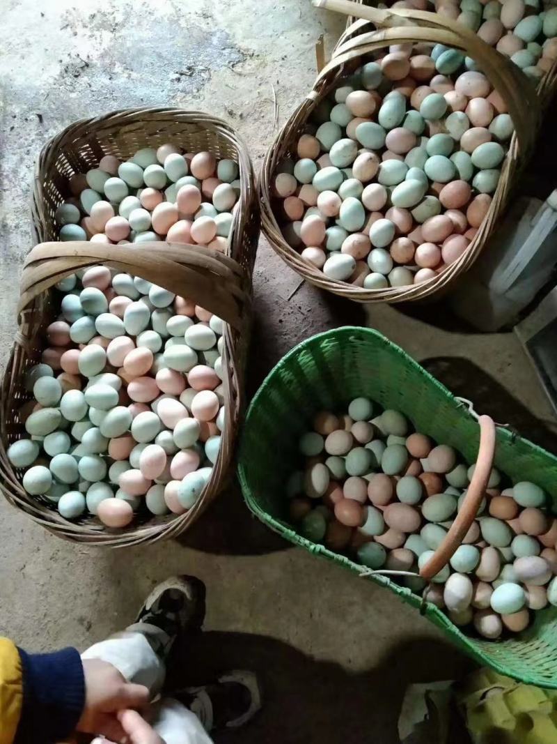 绿壳鸡蛋40个/箱鸡场直销现摘现发包邮。