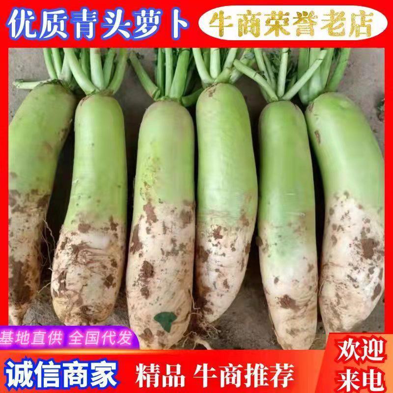 萝卜青萝卜湖北青头萝绿萝卜现挖现发新鲜直发