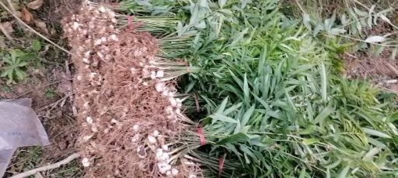 黄精果果，猫儿姜果果，完全成熟，需要及时下单