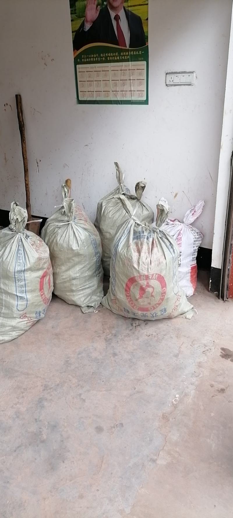 黄精果果，猫儿姜果果，完全成熟，需要及时下单