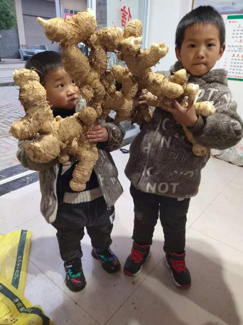 黄精果果，猫儿姜果果，完全成熟，需要及时下单