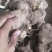 黄精果果，猫儿姜果果，完全成熟，需要及时下单