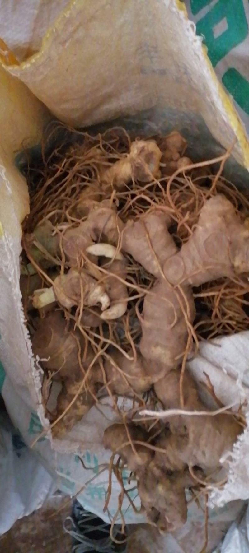 黄精果果，猫儿姜果果，完全成熟，需要及时下单