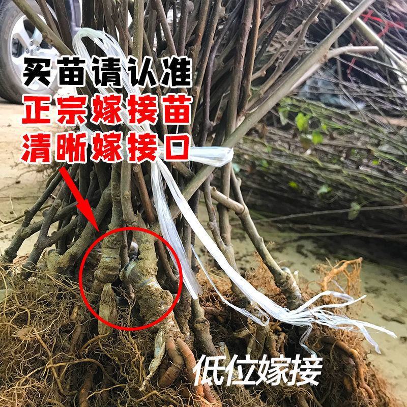 四川苍溪红心猕猴桃苗猕猴桃嫁接苗提供技术指导包品种