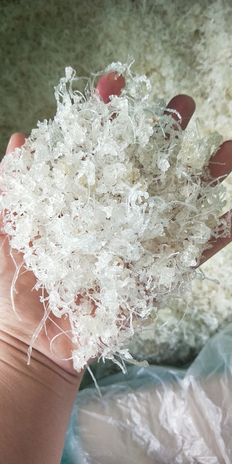 精品雪燕