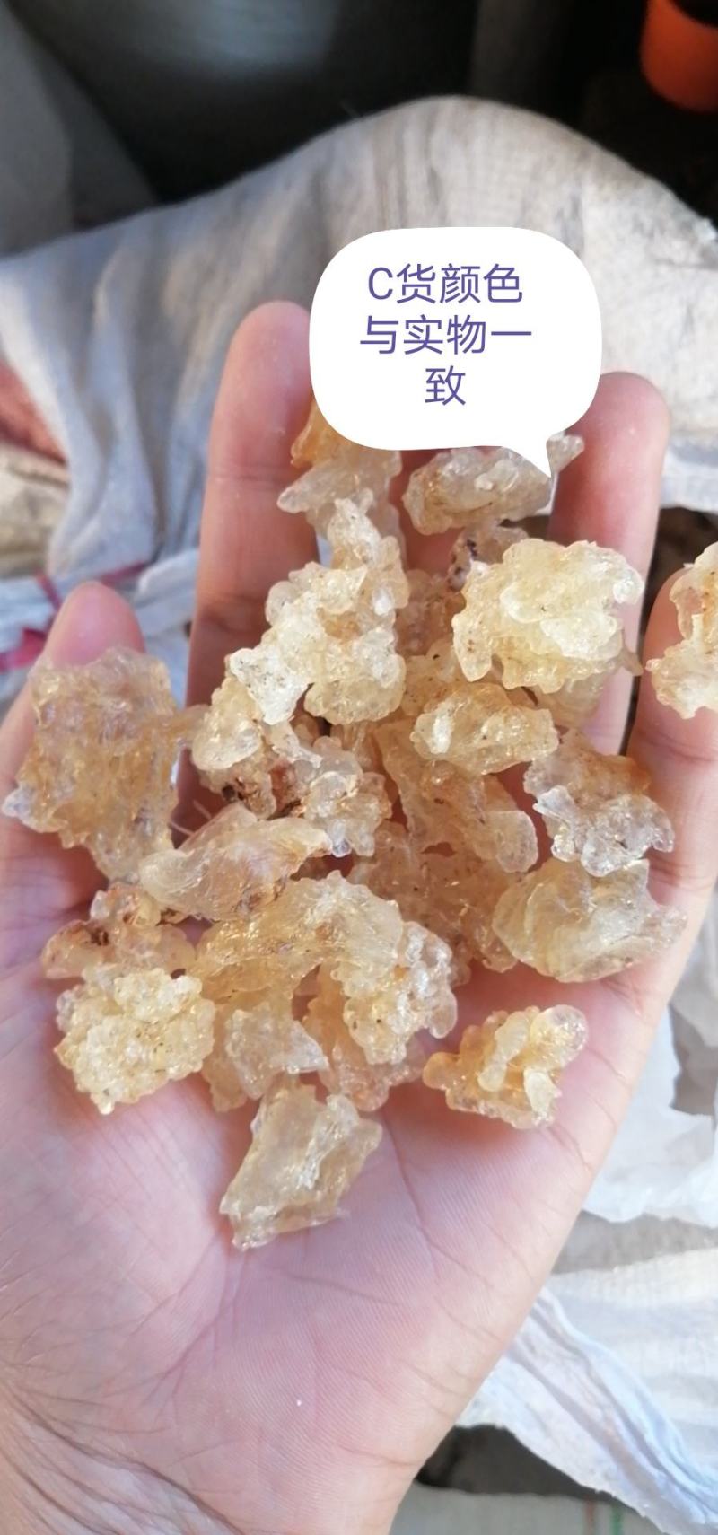 精品雪燕