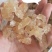 精品雪燕