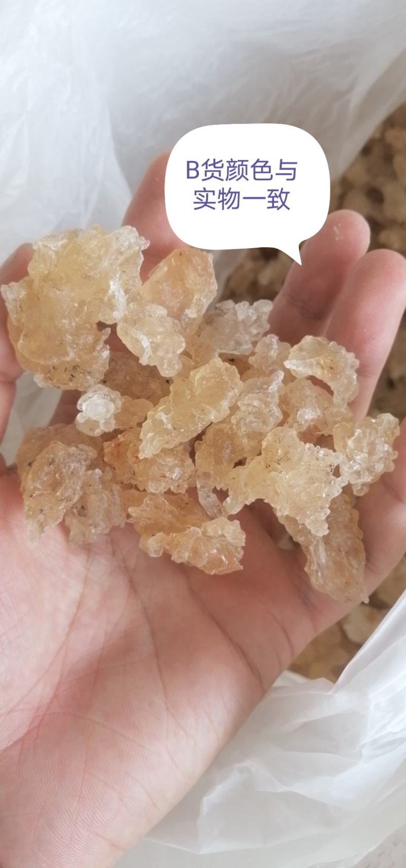 精品雪燕