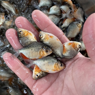 白鲳鱼苗淡水白鲳鱼苗红鲳鱼苗，好养产量高