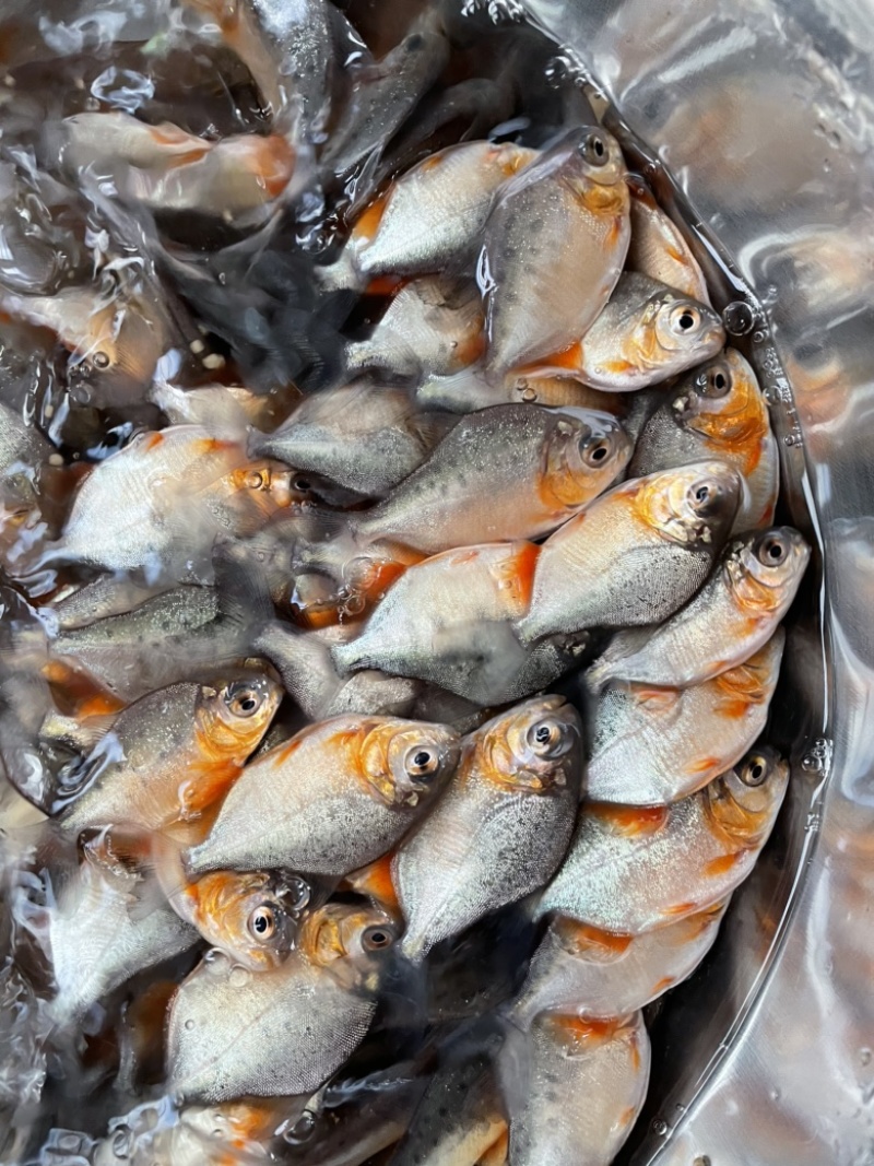 白鲳鱼苗淡水白鲳鱼苗红鲳鱼苗，好养产量高