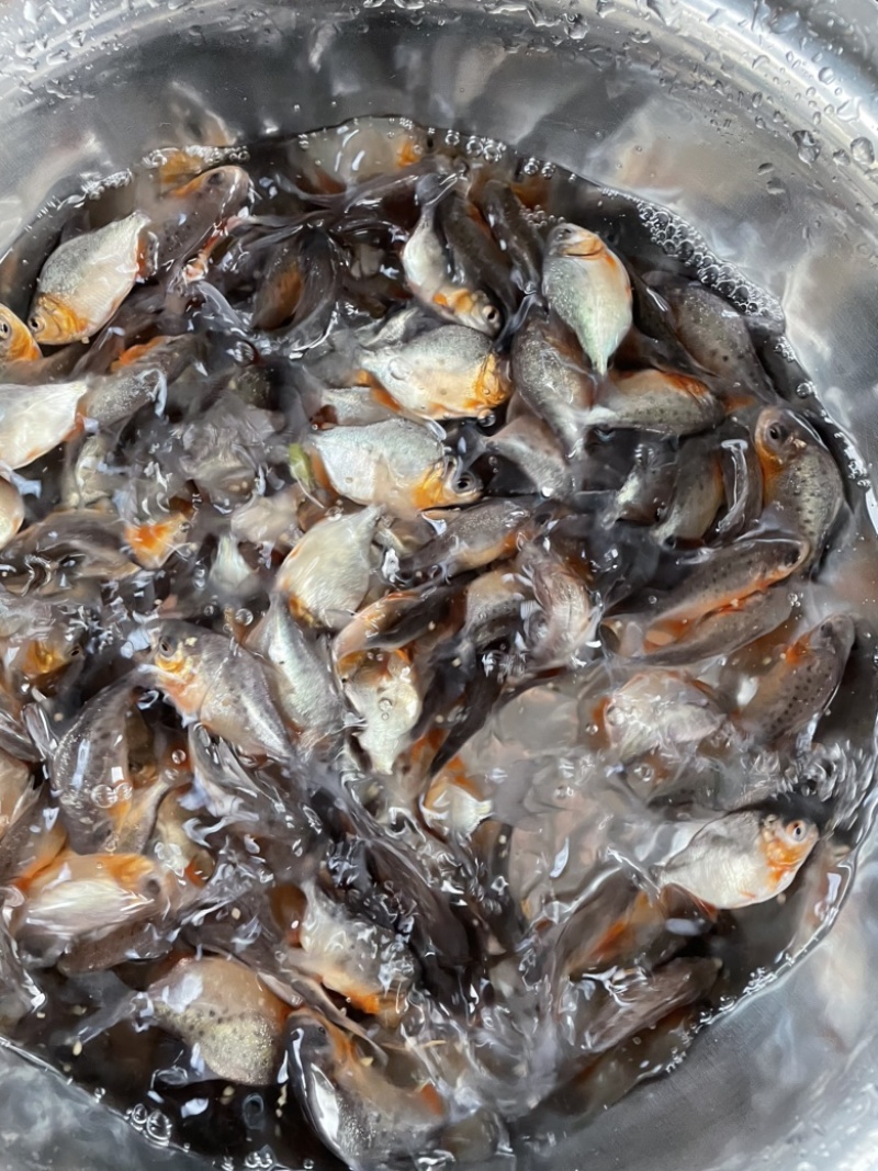白鲳鱼苗淡水白鲳鱼苗红鲳鱼苗，好养产量高