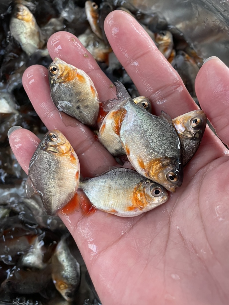 白鲳鱼苗淡水白鲳鱼苗红鲳鱼苗，好养产量高