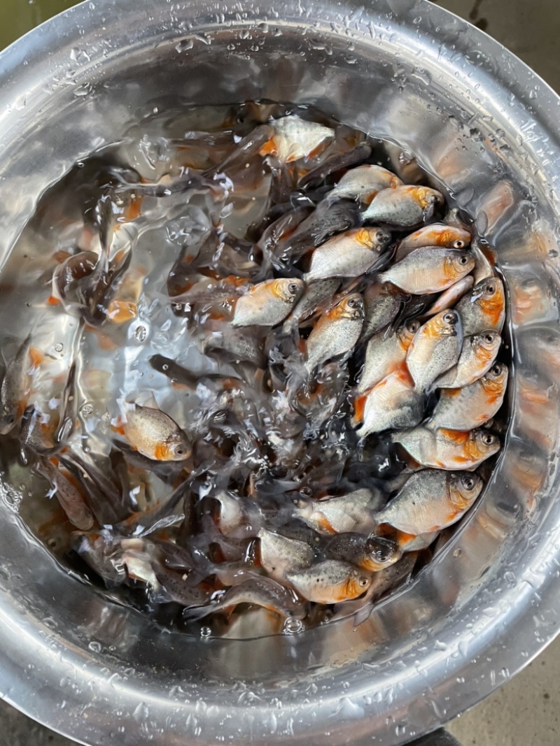 白鲳鱼苗淡水白鲳鱼苗红鲳鱼苗，好养产量高