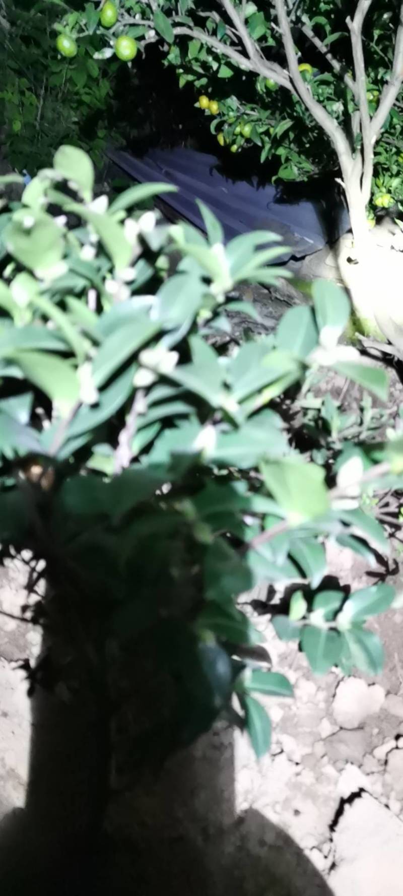 茶梅，园林绿化，诚信经营，货源充足，提供种植技术
