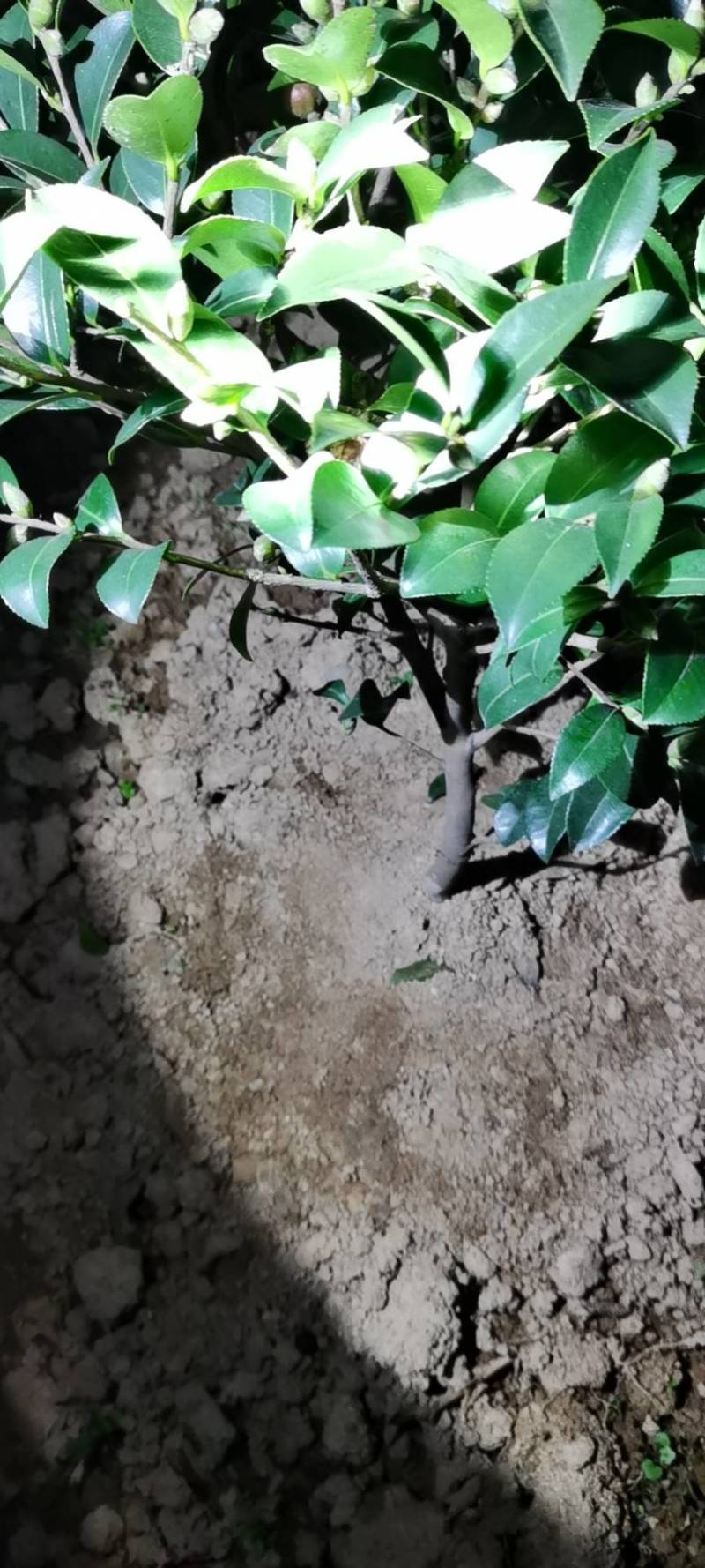 茶梅，园林绿化，诚信经营，货源充足，提供种植技术