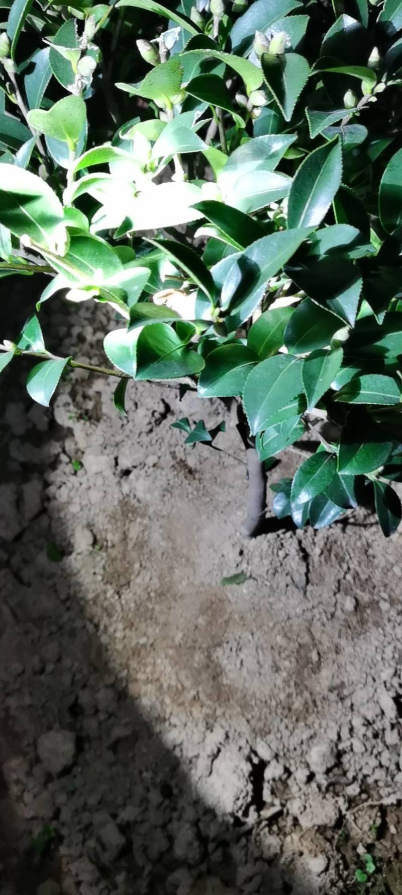茶梅，园林绿化，诚信经营，货源充足，提供种植技术