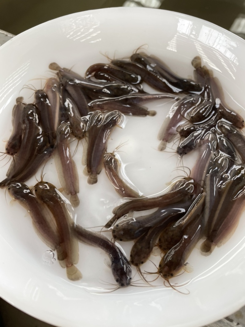 胡子鲶鱼苗、三黄本地塘鲺鱼苗、三黄塘角鱼苗，苗场直供