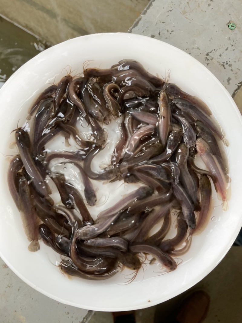 胡子鲶鱼苗、三黄本地塘鲺鱼苗、三黄塘角鱼苗，苗场直供