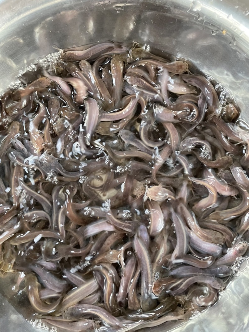 胡子鲶鱼苗、三黄本地塘鲺鱼苗、三黄塘角鱼苗，苗场直供