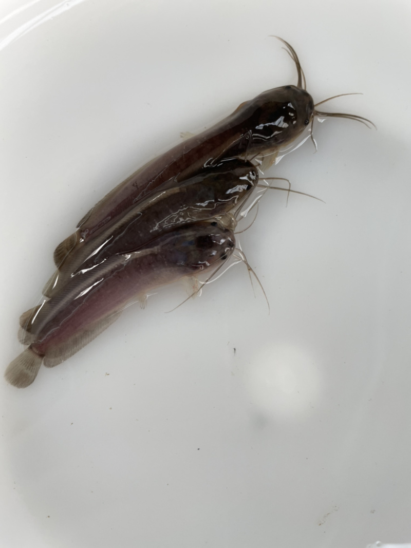 胡子鲶鱼苗、三黄本地塘鲺鱼苗、三黄塘角鱼苗，苗场直供