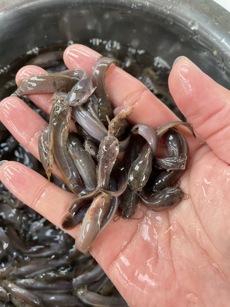 胡子鲶鱼苗、三黄本地塘鲺鱼苗、三黄塘角鱼苗，苗场直供