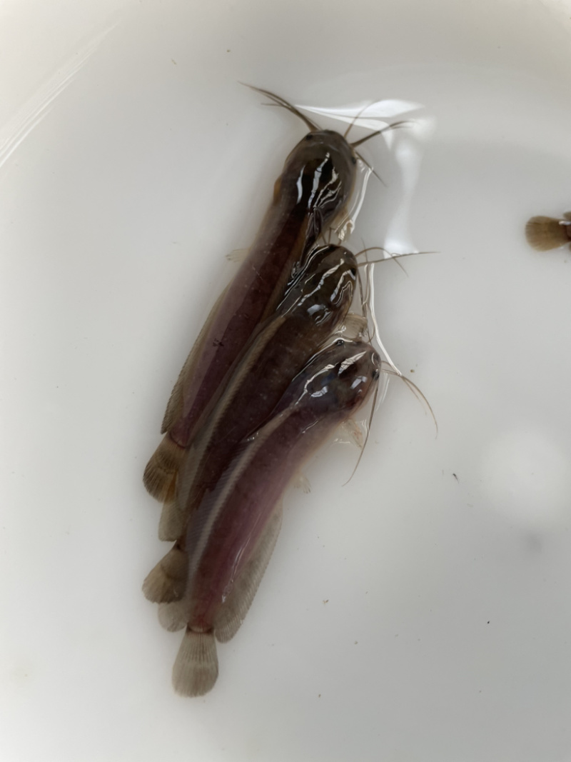 胡子鲶鱼苗、三黄本地塘鲺鱼苗、三黄塘角鱼苗，苗场直供