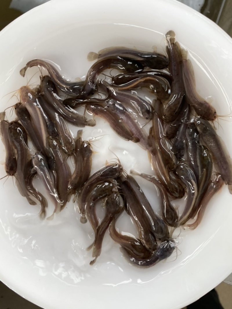 胡子鲶鱼苗、三黄本地塘鲺鱼苗、三黄塘角鱼苗，苗场直供