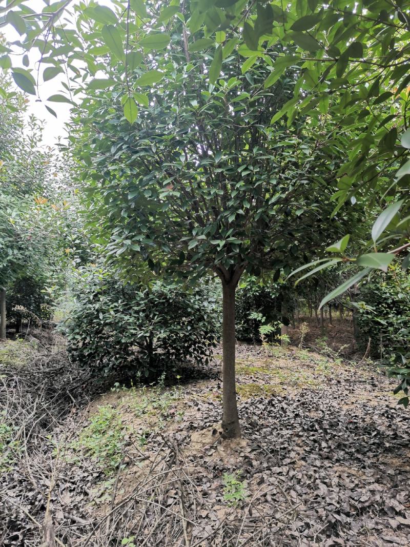 红叶石楠