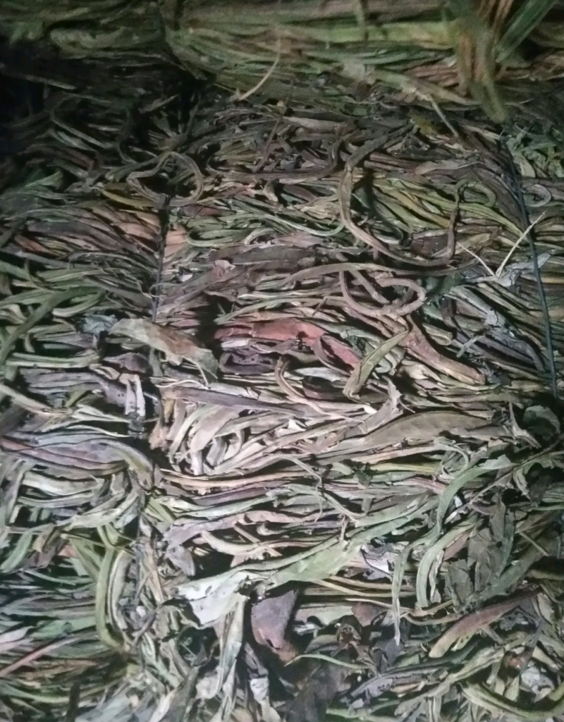 石韦