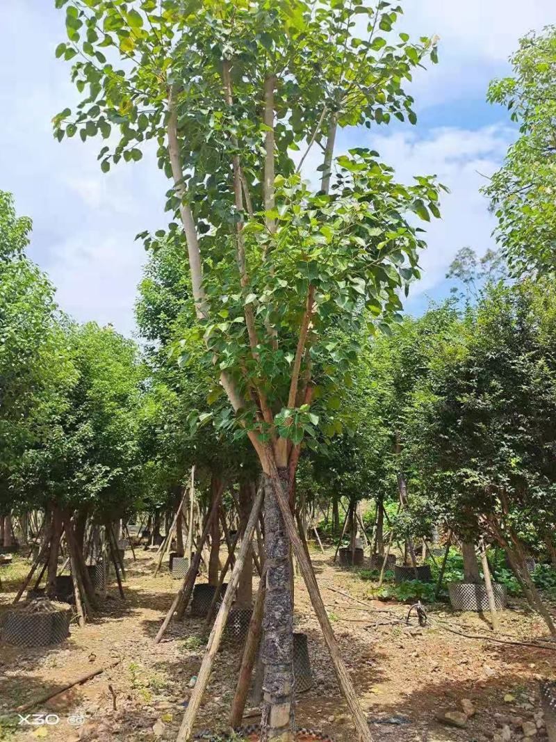 火焰木福建漳州火焰木绿化庭院设计基地直供大小规格袋苗