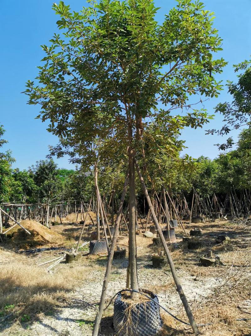 火焰木福建漳州火焰木绿化庭院设计基地直供大小规格袋苗