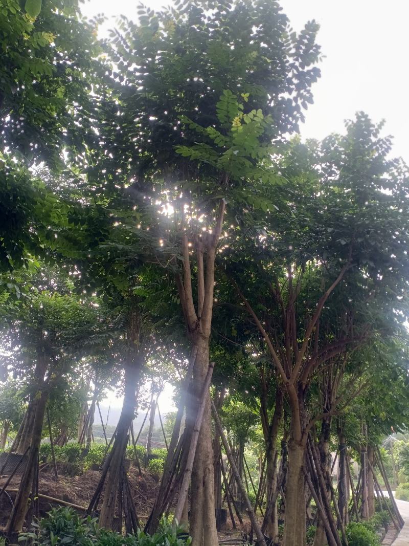 火焰木福建漳州火焰木绿化庭院设计基地直供大小规格袋苗