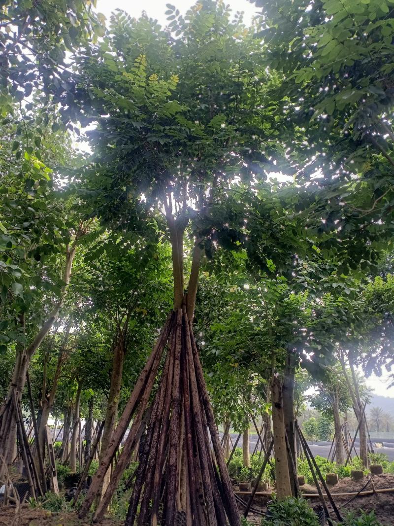 火焰木福建漳州火焰木绿化庭院设计基地直供大小规格袋苗