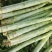 精品莴笋杆子大量供应，基地代发，可供加工厂，电商，食堂