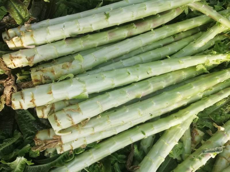 精品莴笋杆子大量供应，基地代发，可供加工厂，电商，食堂