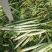 精品莴笋杆子大量供应，基地代发，可供加工厂，电商，食堂