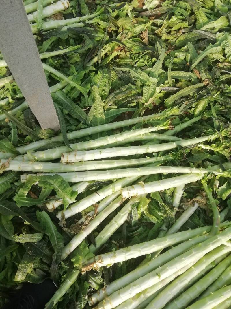 精品莴笋杆子大量供应，基地代发，可供加工厂，电商，食堂