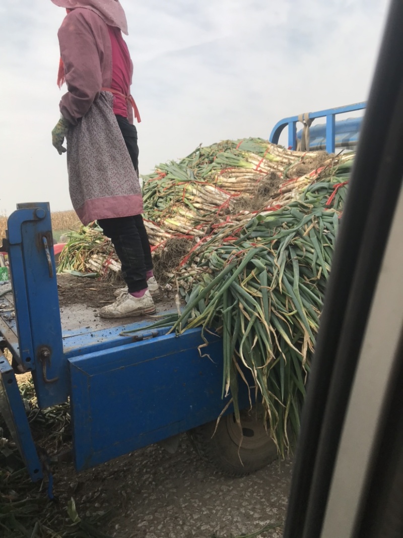 昌邑市章丘大葱(葱白40公分以上)大量上市中