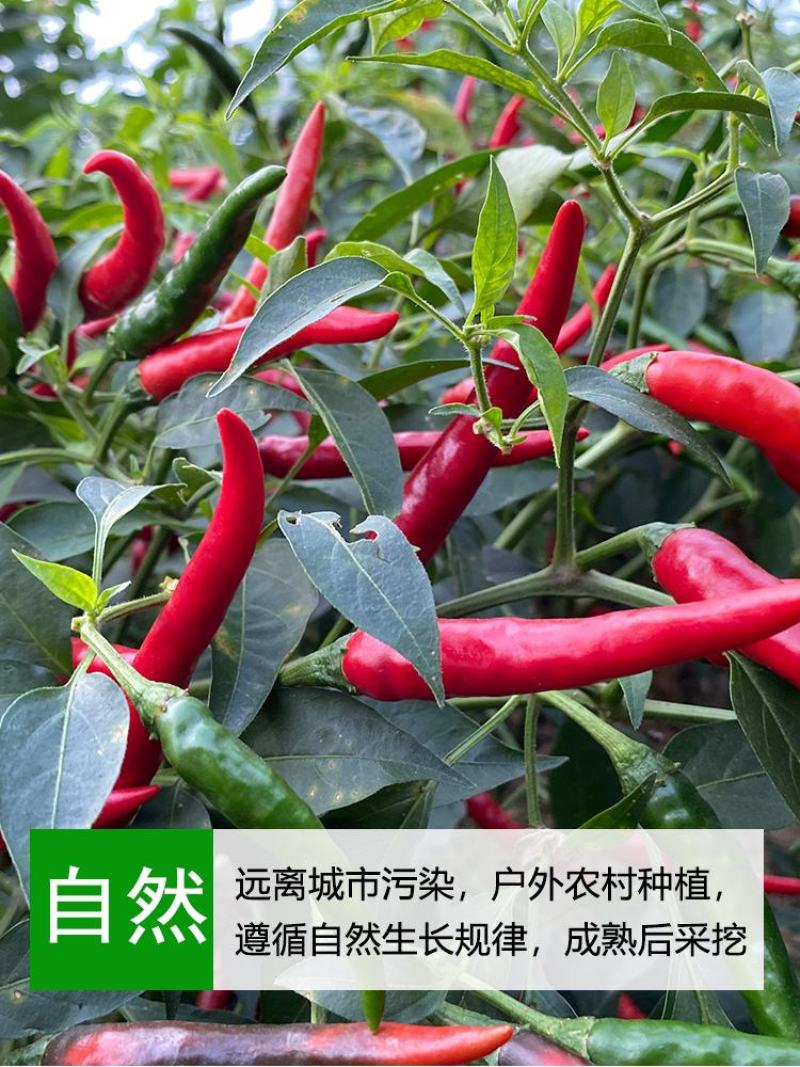 云南农家自种鲜辣椒小米椒货源充足产地直供全国发货