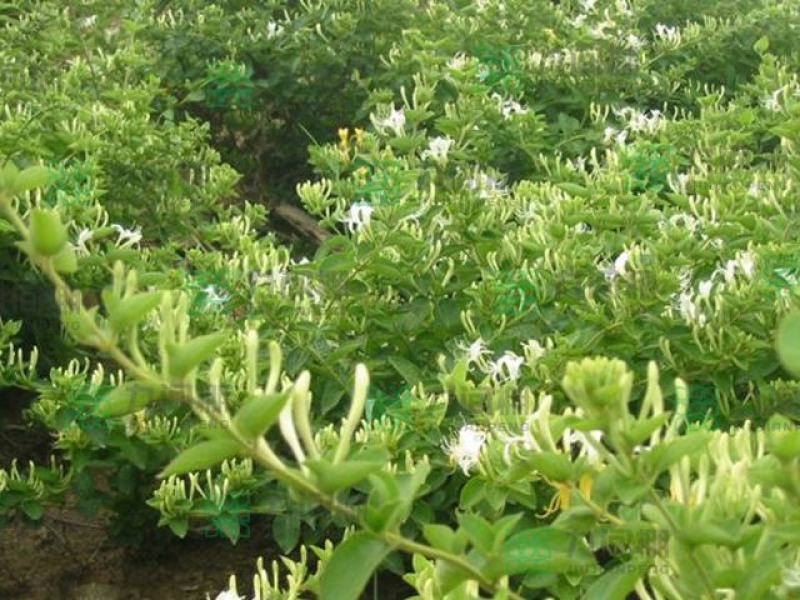 四季金银花苗基地直发常年供应可回收包技术