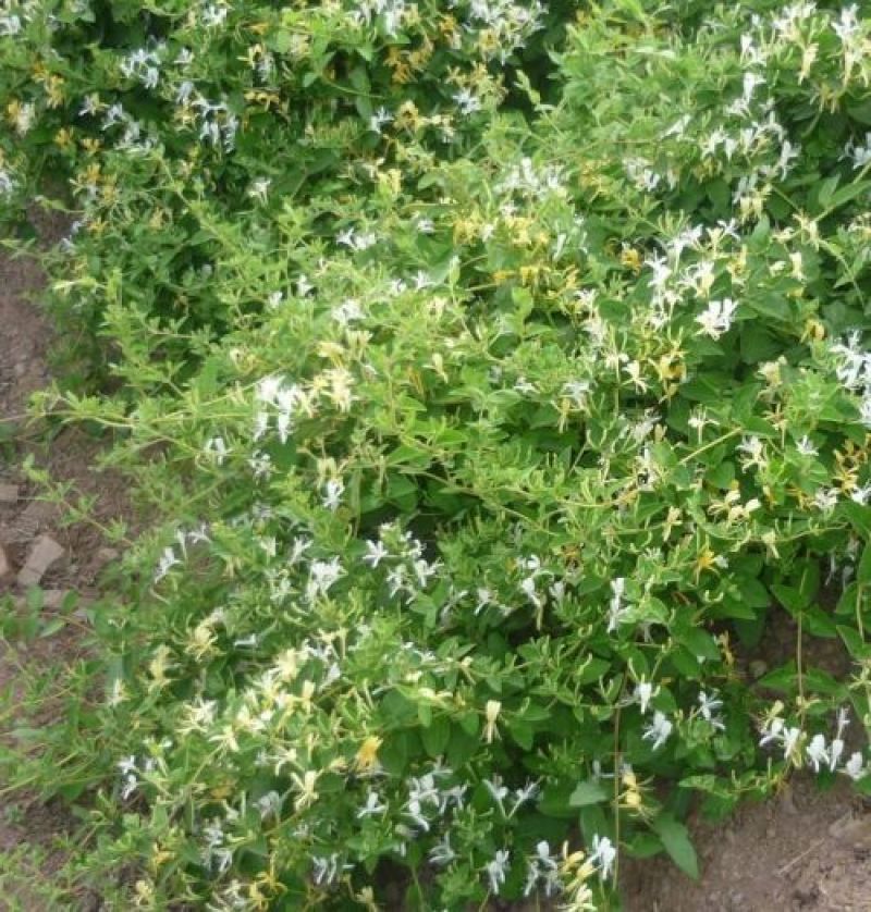 四季金银花苗基地直发常年供应可回收包技术